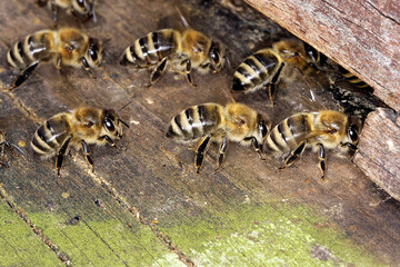 Honigbienen sorgen für einen Luftaustausch im Bienenstock. Thüringen, Deutschland, Europa   -  
Honey bees ensure an exchange of air in the hive. Thuringia, Germany, Europe