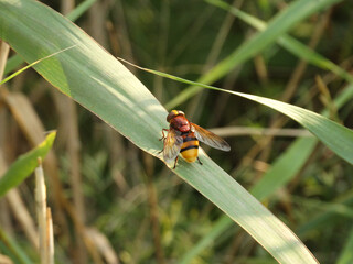 horizontal shot Hoverflies  Diptera SyrphidaeHover Fly Flower Flies Syrphid Flies 