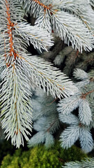 Branches Of Blue Spruce Needles Background. Nature Wallpaper