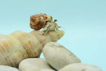 A hermit crab (Paguroidea sp) is walking slowly around the shell of a large dead hermit crab. 