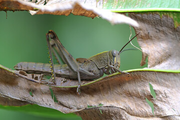A young grasshopper is resting on a leaf.