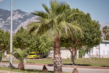 View of the beautiful nature of the tropical trees and mountains. Yellow taxi on the road. Summer...