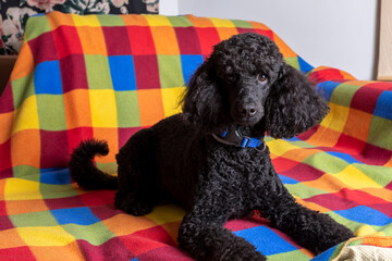 black groomed dog poodle lies on a plaid blanket