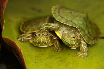 Two red eared slider tortoises are sunbathing before starting their daily activities. This reptile has the scientific name Trachemys scripta elegans. 