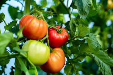 Bunch of differently ripe tomatoes on same brunch, process of growing 