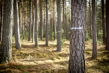drzewa sosnowe w lesie - obrazy, fototapety, plakaty