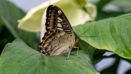 Closeup of Colorful Blue Clipper Butterfly (Parthenos Sylvia) With Lilac Blue Markings on Its Open Wings on a Leaf. This Large Butterfly Is Commonly Found in Southeast Asia.