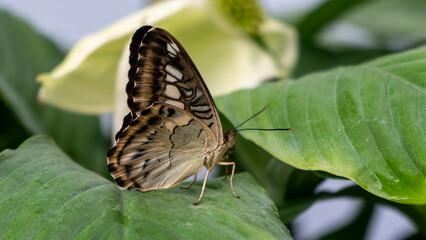 Closeup of Colorful Blue Clipper Butterfly (Parthenos Sylvia) With Lilac Blue Markings on Its Open Wings on a Leaf. This Large Butterfly Is Commonly Found in Southeast Asia.