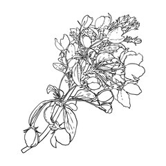 Fototapeta premium Sakura twig. Cherry blossom branch. National flowers of Japan botanical illustration in black and white. Hand drawn tree stick with buds and pops blooms, leaves, petals. Vector.