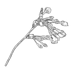 Sakura twig. Cherry blossom branch. National flowers of Japan botanical illustration in black and white. Hand drawn tree stick with buds and pops blooms, leaves, petals. Vector.