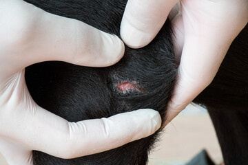 Veterinarian treats skin disease of a dog.