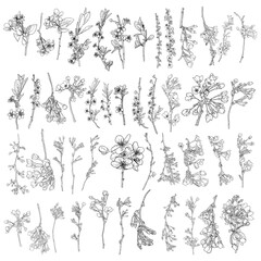 Sakura flowers blossom set, hand drawn black white ink style. Cherry blossom twigs isolated illustration. Drawing of real tree floral bloom sticks for national Japanese spring flowers blooming. Vector