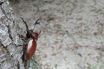 下から見た赤カブトムシの姿。