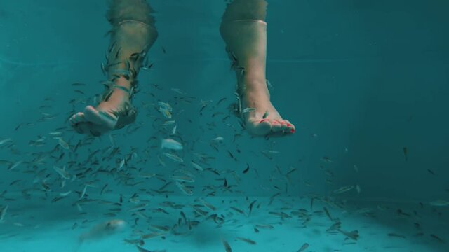 Underwater view of spa attraction for tourists. Female feet in aquarium with Red Garra Rufa fishes also known as Nibble or Doctor Fish