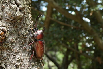 左側から見た赤カブトムシの姿。
