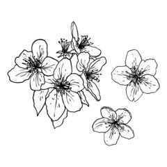 Sakura twig. Cherry blossom branch. National flowers of Japan botanical illustration in black and white. Hand drawn tree stick with buds and pops blooms, leaves, petals. Vector.