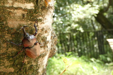 上から見た赤カブトムシの姿。