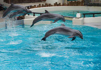 Friendly dolphins playing and swimming in pool