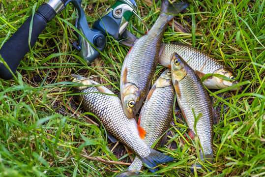 Good fish catch. Closeup of a freshly caught freshwater chub fish known as squalius cephalus lying in the grass next to a fishing rod. Summer fishing concept. Food background.