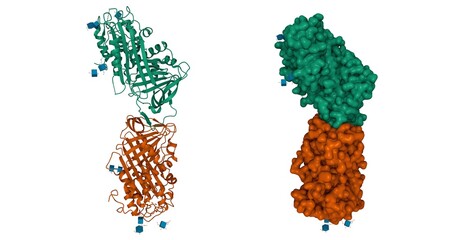 Structure of human antithrombin III in the dimeric form, 3D cartoon and Gaussian surface models, chain id color scheme, based on PDB 2b4x, white background