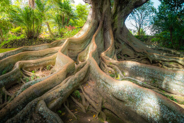Beautiful enchanted large old tree in the botanical garden of Ponta Delgada, Azores