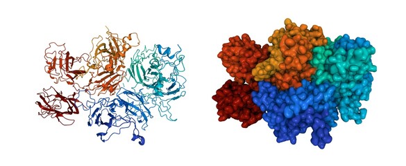 Structure of human factor V, 3D cartoon and Gaussian surface models, sequence id color scheme, based on PDB 7kve, white background