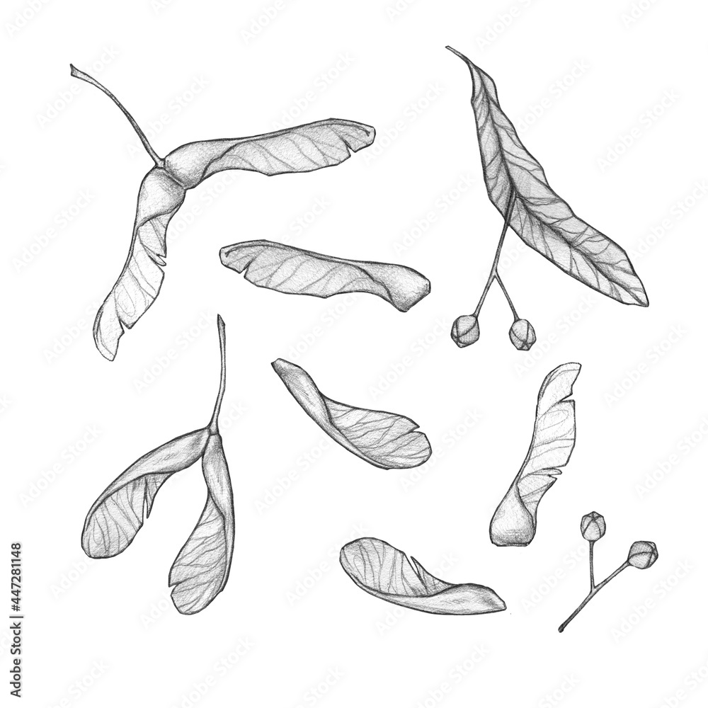 Wall mural linden, red maple and ash-leaved maple seeds isolated on a white background. fall season nature art.