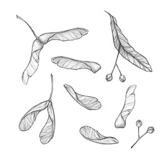 Linden, red maple and ash-leaved maple seeds isolated on a white background. Fall season nature  art.