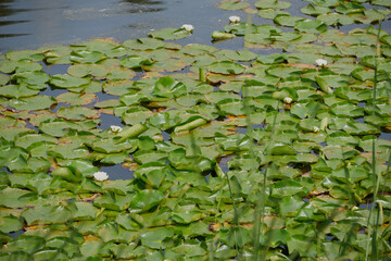 Water surface in the lake with leaves