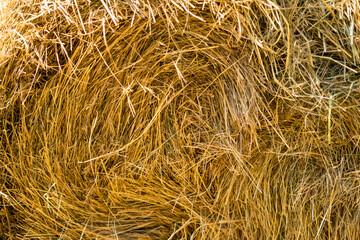 Gold natural straw texture in suuny day