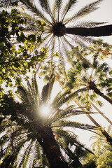 palm tree of Morocco in the sun