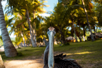 pelican in the beach