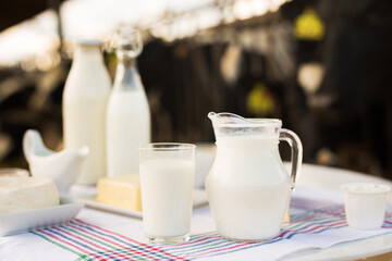milk, cottage cheese, cream, cheese on table against background of cows