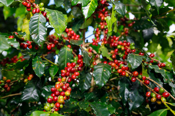 Red Cherry coffee beans organic 100%