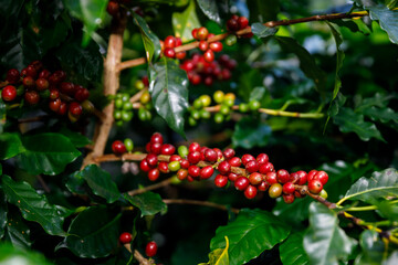 Red Cherry coffee beans organic 100%
