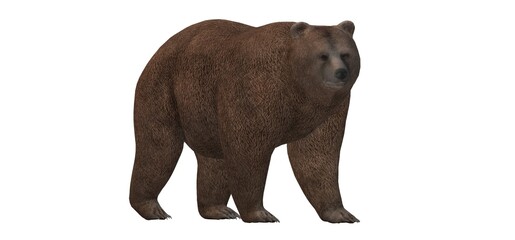 3d brown bear on a white background