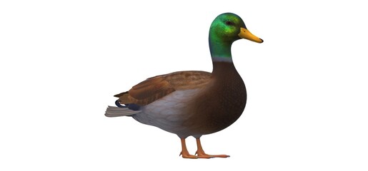 3d illustration of a duck on a white background