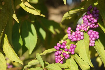 ムラサキシキブ