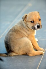 Cute mixed breed Puppy