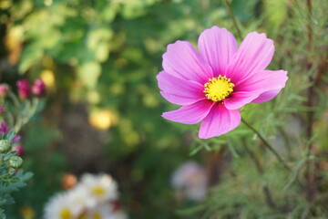 コスモス