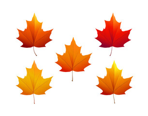 Naklejka na ściany i meble Autumn maple leaves of various colors. Vector illustration.