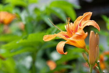 Lily flowers. Beautiful orange flowers lilies on a blurred green natural background. Daylily in the...