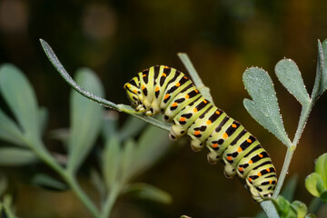 Swallowtail caterpillar(Papilio machaon) on common rue leaves.
