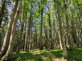 Foreste del Casentino, Toscana, Valle dove nasce il fiume Arno