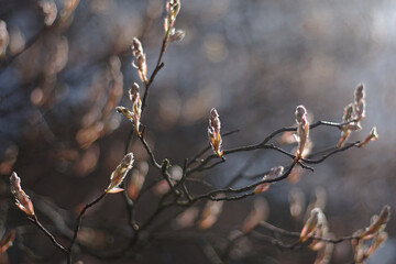 branches in winter