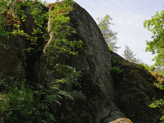 A boulder fence with trees growing on it in the rocky natural park of Monrepos in the city of...