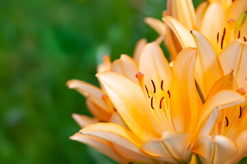 Obraz premium Lily flowers. Close-up of a beautiful large orange-pink inflorescence of Lily. Daylily in the garden. Garden summer flowers. Selective soft focus.