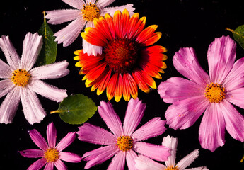 garden flowers of different colors on the dark water in the garden 