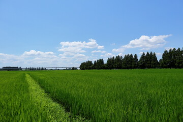 Obraz premium 日本 埼玉の風景 