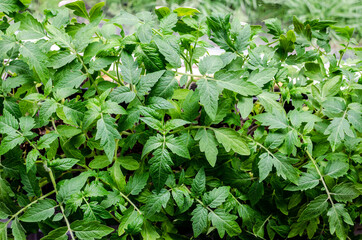 Obraz premium Fresh tomato seedlings growing on a windowsill